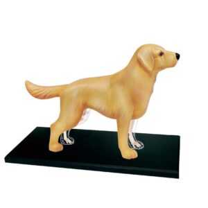 Анатомична модель 4D Master Собака золотистий ретрівер