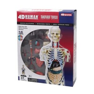 Анатомическая модель 4D Master Прозорий тулуб людини