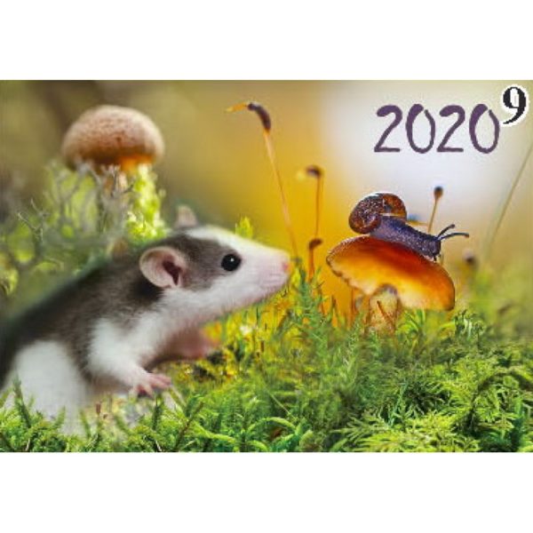Календарь настенный квартальный 2020, 1 пружина, Крыса и улитка