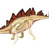 Анатомическая модель Стегозавр, 39 деталей