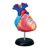 Анатомическая модель Сердце человека, 31 деталь
