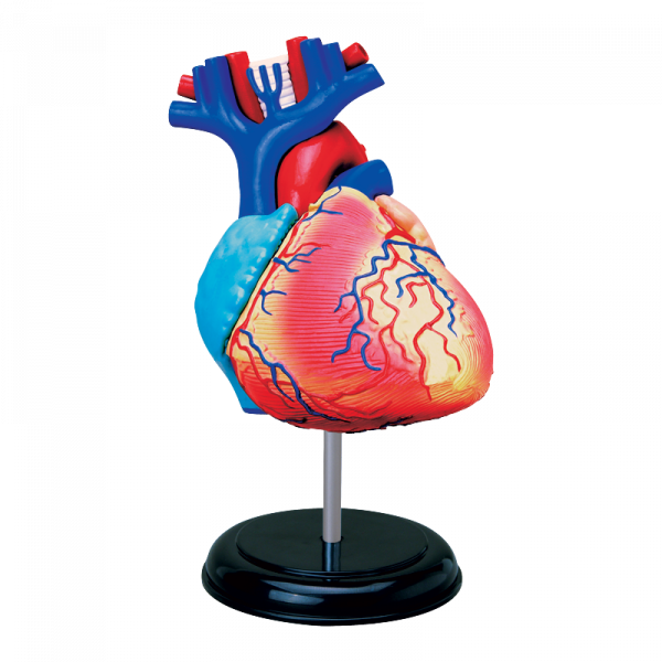 Анатомическая модель Сердце человека, 31 деталь