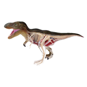 Анатомическая модель Динозавр Тиранозавр, 36 деталей
