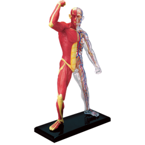Анатомическая модель Мускулы и скелет человека, 46 деталей