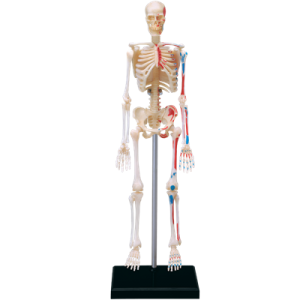 Анатомическая модель Скелет человека, 46 деталей