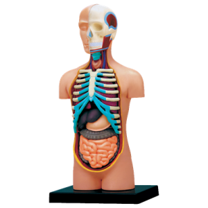 Анатомическая модель Торс человека, 32 детали