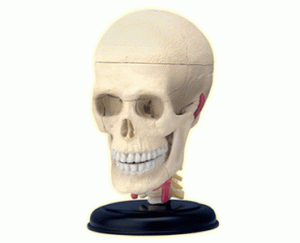 Анатомическая модель Черепно-мозговая коробка человека, 39 деталей